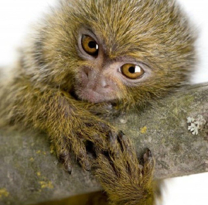 Cebuella pygmaea: самая маленькая и странная обезьянка в мире