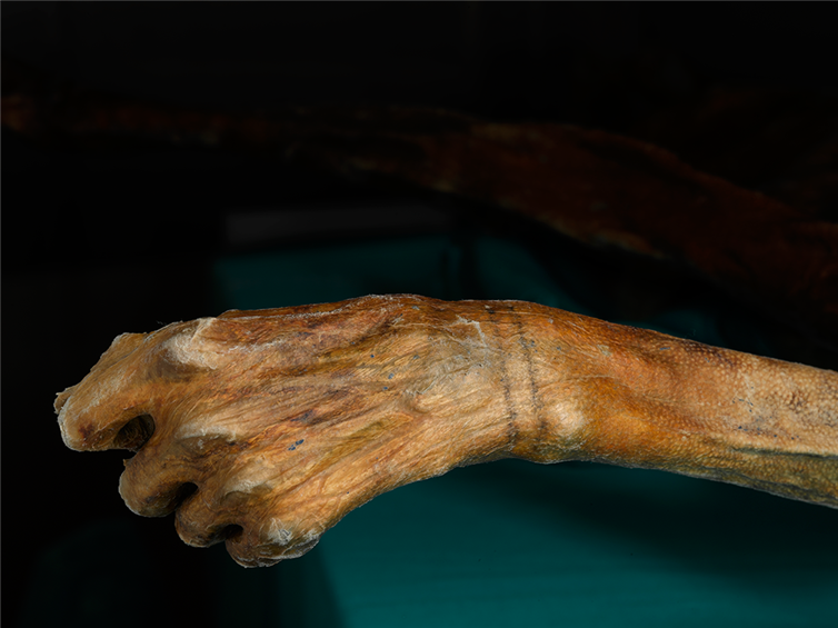 Татуировка мумии Этци, которой более 5300 лет