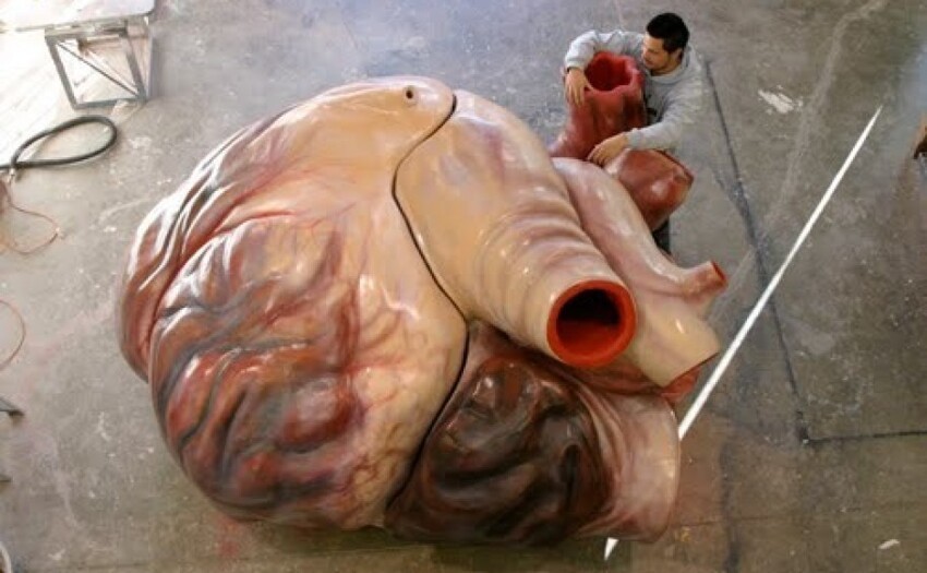 1. Сердце синего кита весит примерно 1300 килограммов, а человек смог бы даже проплыть сквозь его артерии
