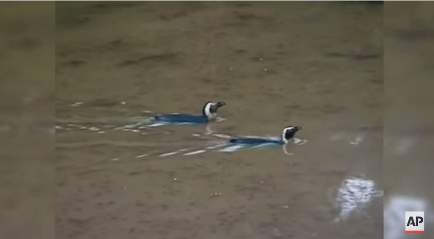Пингвины, плывущие по затопленному городу