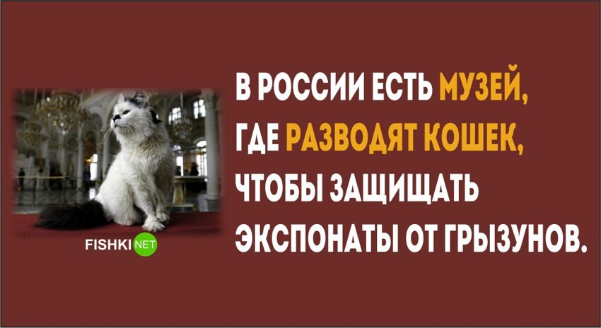 28 фактов о России которые известны Америке 