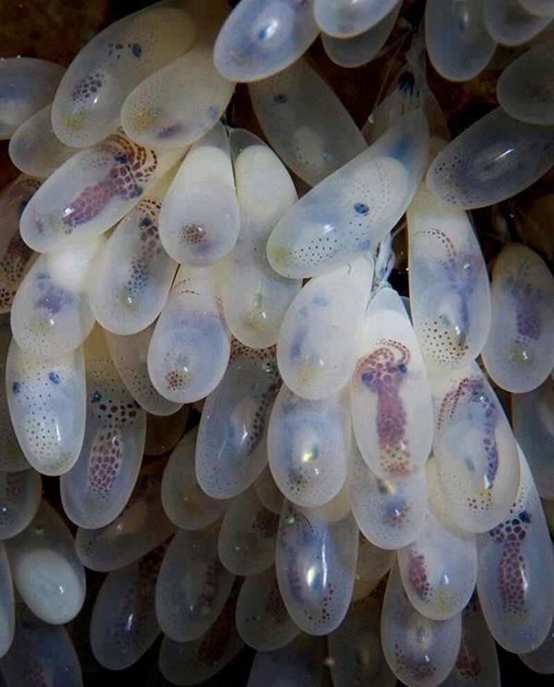 А так выглядят яйца осьминога.