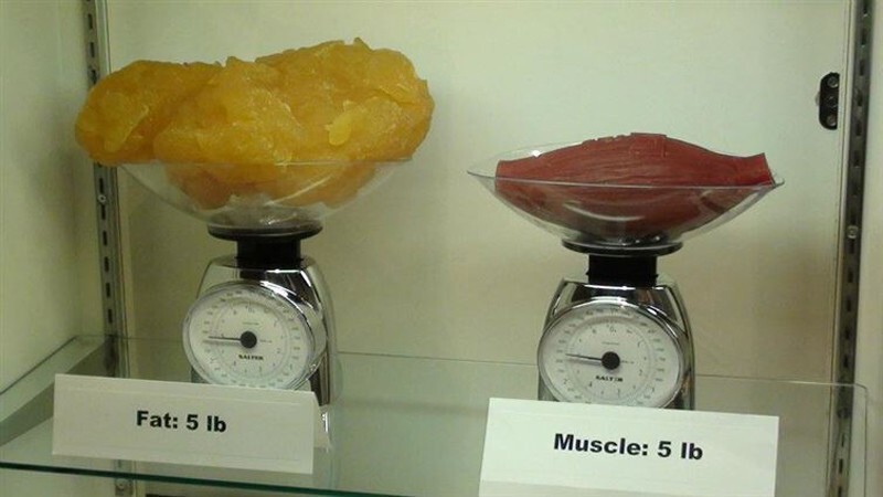 Так выглядят 2 килограмма жира против 2 килограммов мышц.