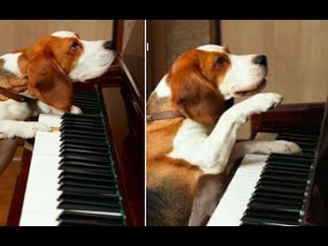 Собака научилась играть на пианино и петь!  
