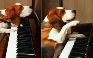Собака научилась играть на пианино и петь! 