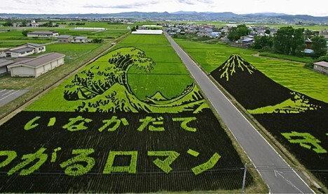 3. Картины на рисовых полях - традиция села Инакадате в префектуре Аомори в Японии
