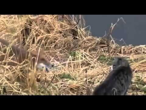  Неожиданная встреча кота и лисы 