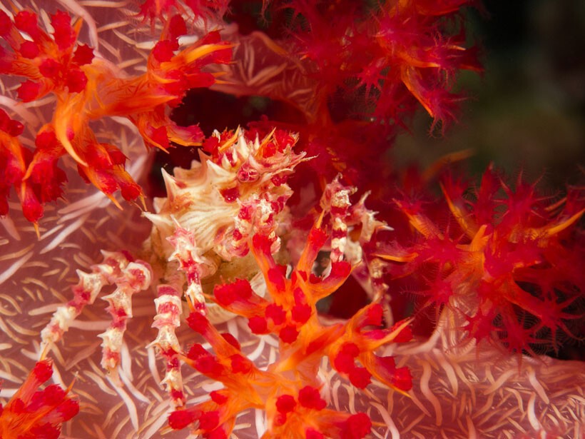 23. Коралловый краб Оутса (Hoplophrys oatesii)