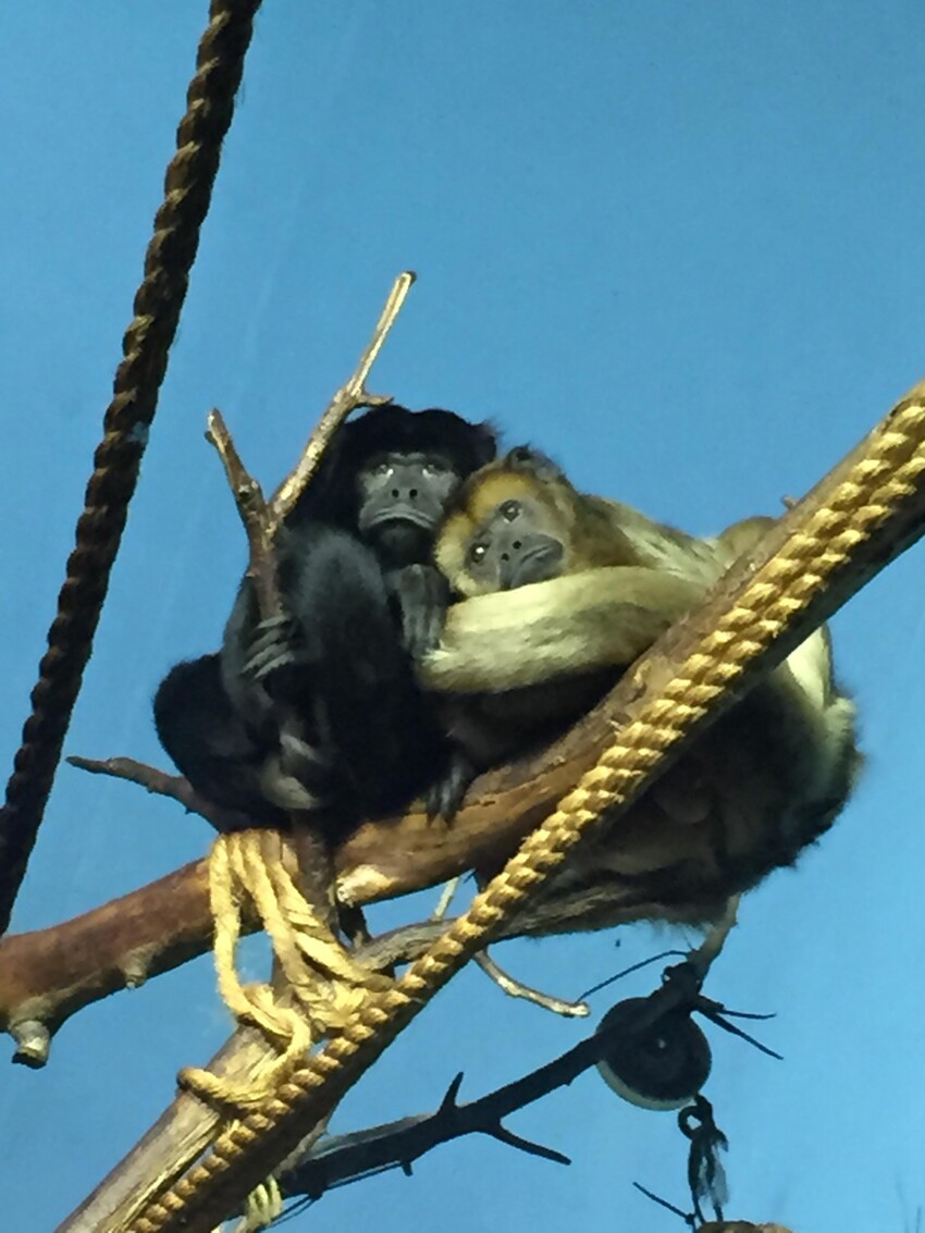 Печальные обезьянки 