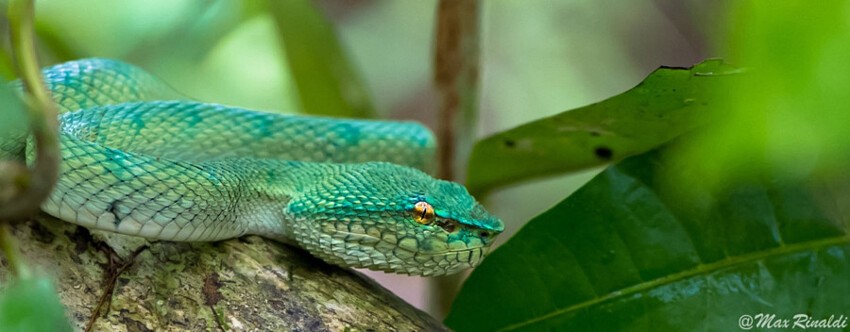 Пугающие и потрясающие фотографии змей