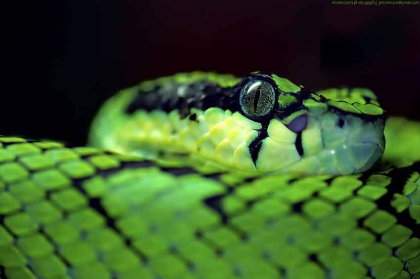 Пугающие и потрясающие фотографии змей