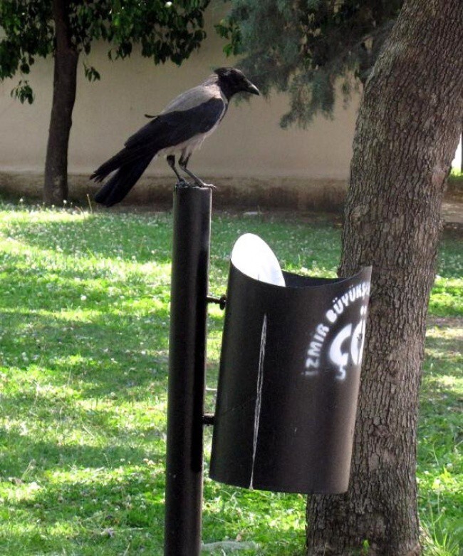 Я увидел, как эта ворона ела в парке, и обалдел от того, что она сделала
