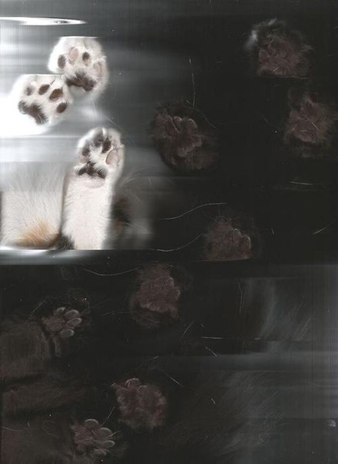 Сканирование кошки — вот то, ради чего действительно стоит жить