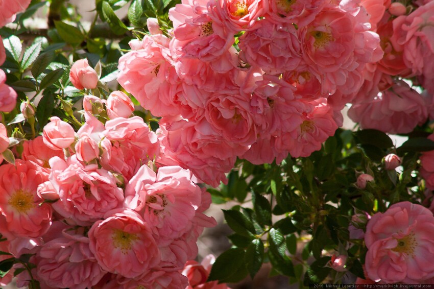 "Романтические розы" - фееричное шоу в Никитском Ботаническом саду