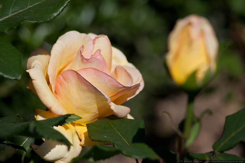 "Романтические розы" - фееричное шоу в Никитском Ботаническом саду