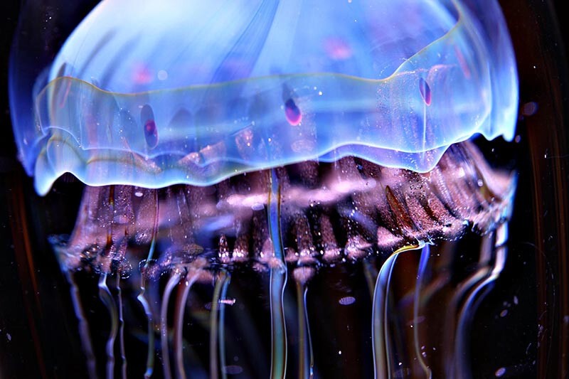 6. Вылечить ожог медузы