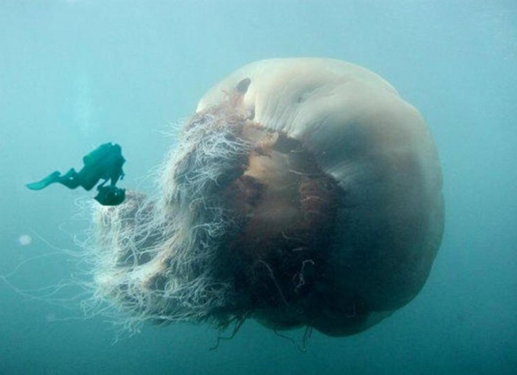 3. Представь, КАК жалит эта медуза
