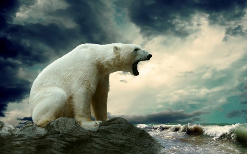10. В Антарктиде не водятся белые медведи.