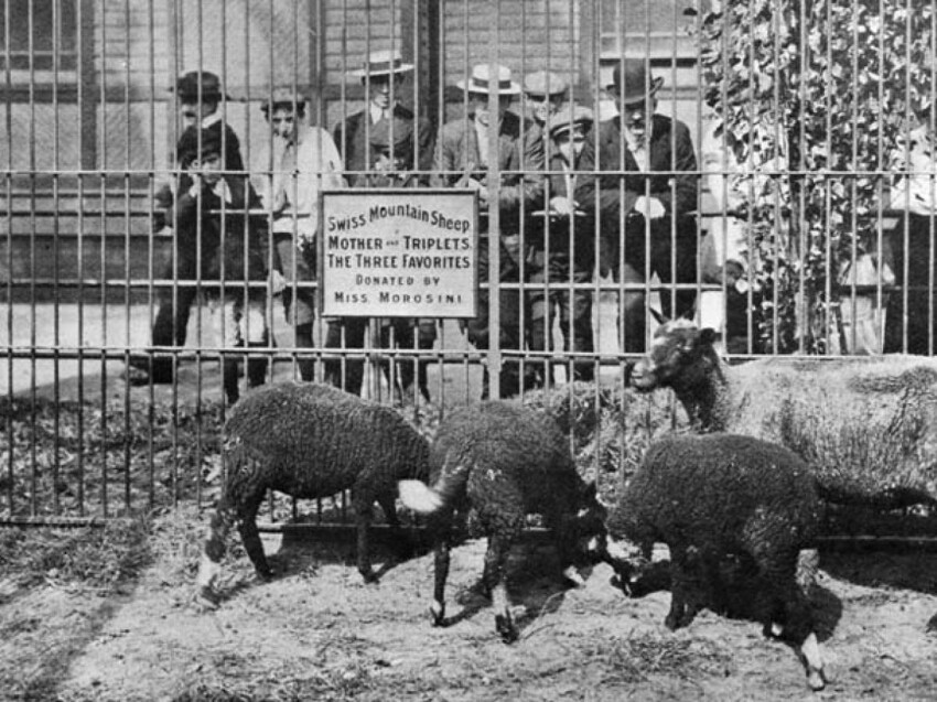 4. Овцы в первом американском зоопарке