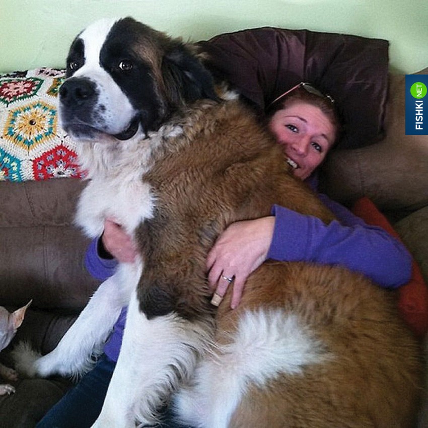 Собаки, которые не понимают что они огромны