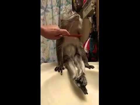 Милая обезьянка принимает ванну 