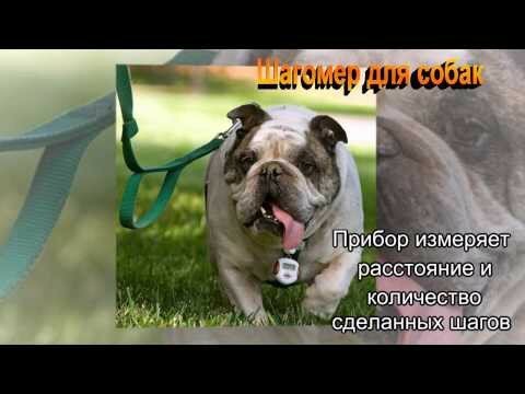 Интересные современные гаджеты для собак. 