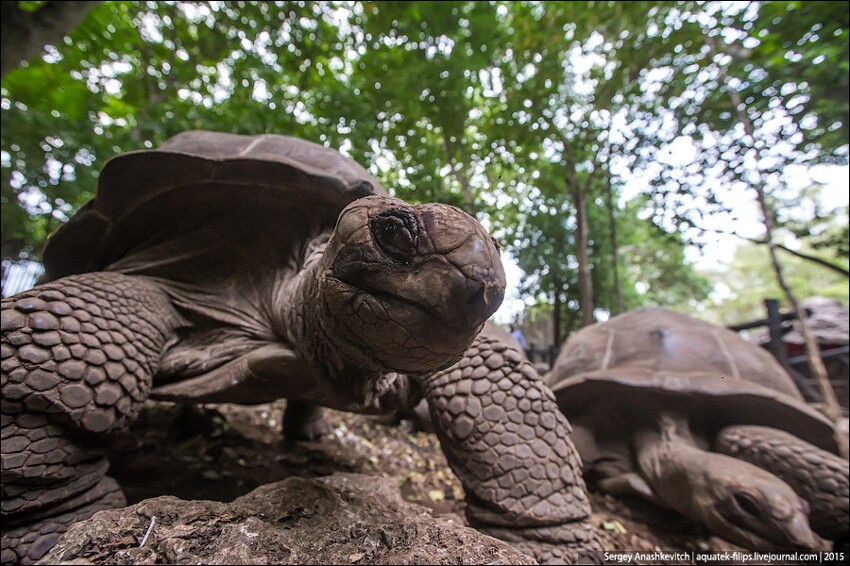 Улыбка гигантской черепахи