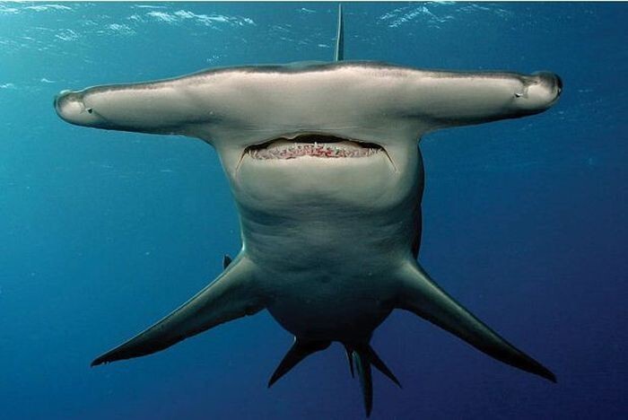 «Друг акул» — необычная жизнь Джима Абернети