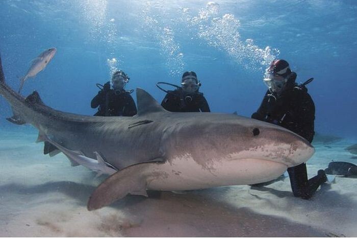 «Друг акул» — необычная жизнь Джима Абернети