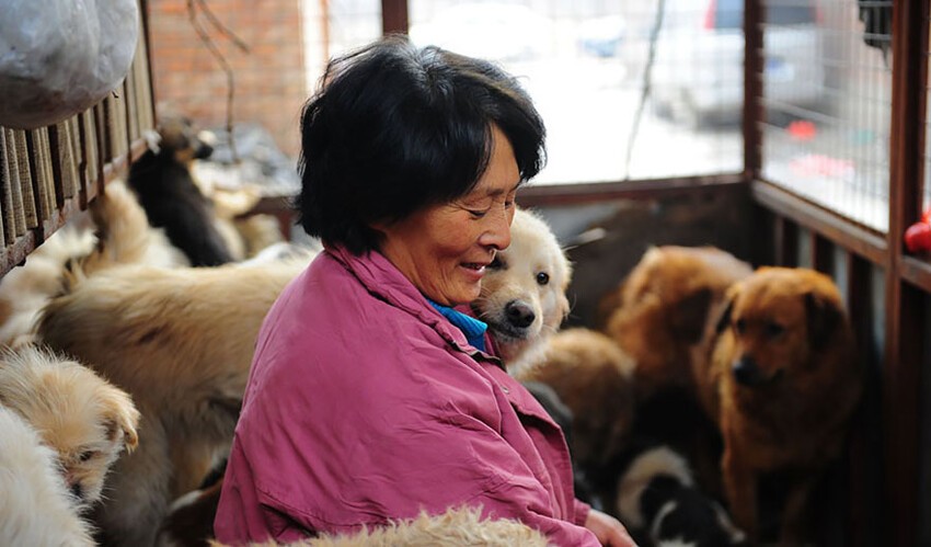 Она преодолела 2400 км и потратила 1100 $, чтобы спасти 100 собак от съедения