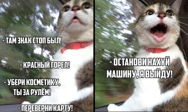 Котейка дело говорит