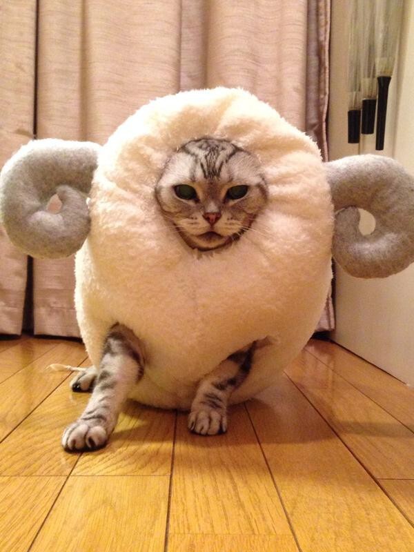 Котэ в овечьей шкуре
