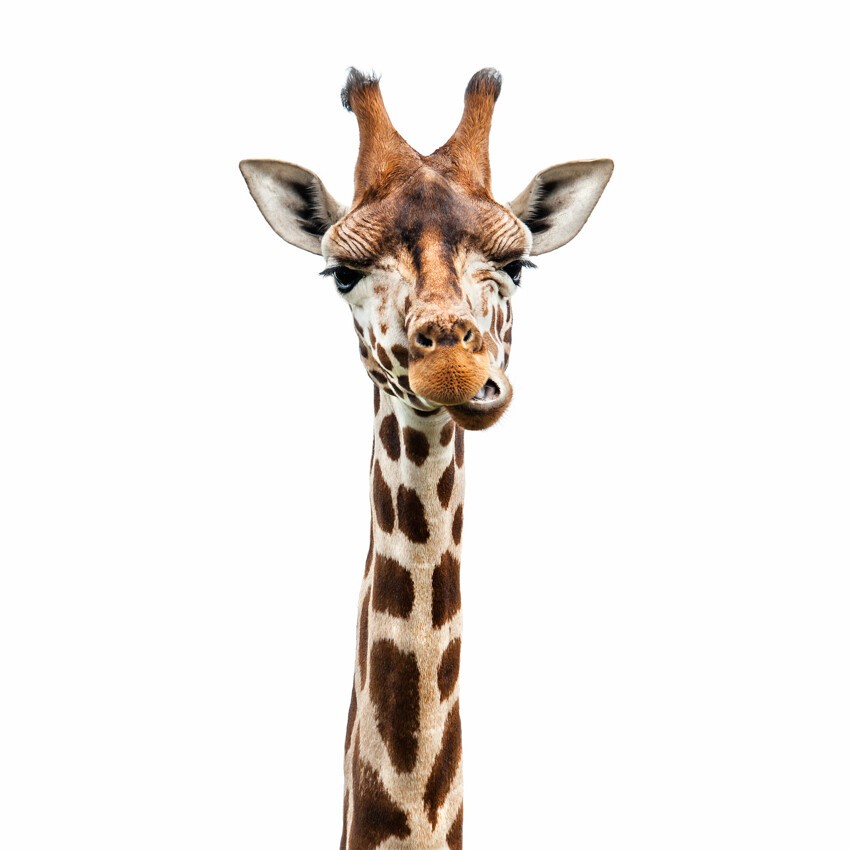 17. Смешной жираф 