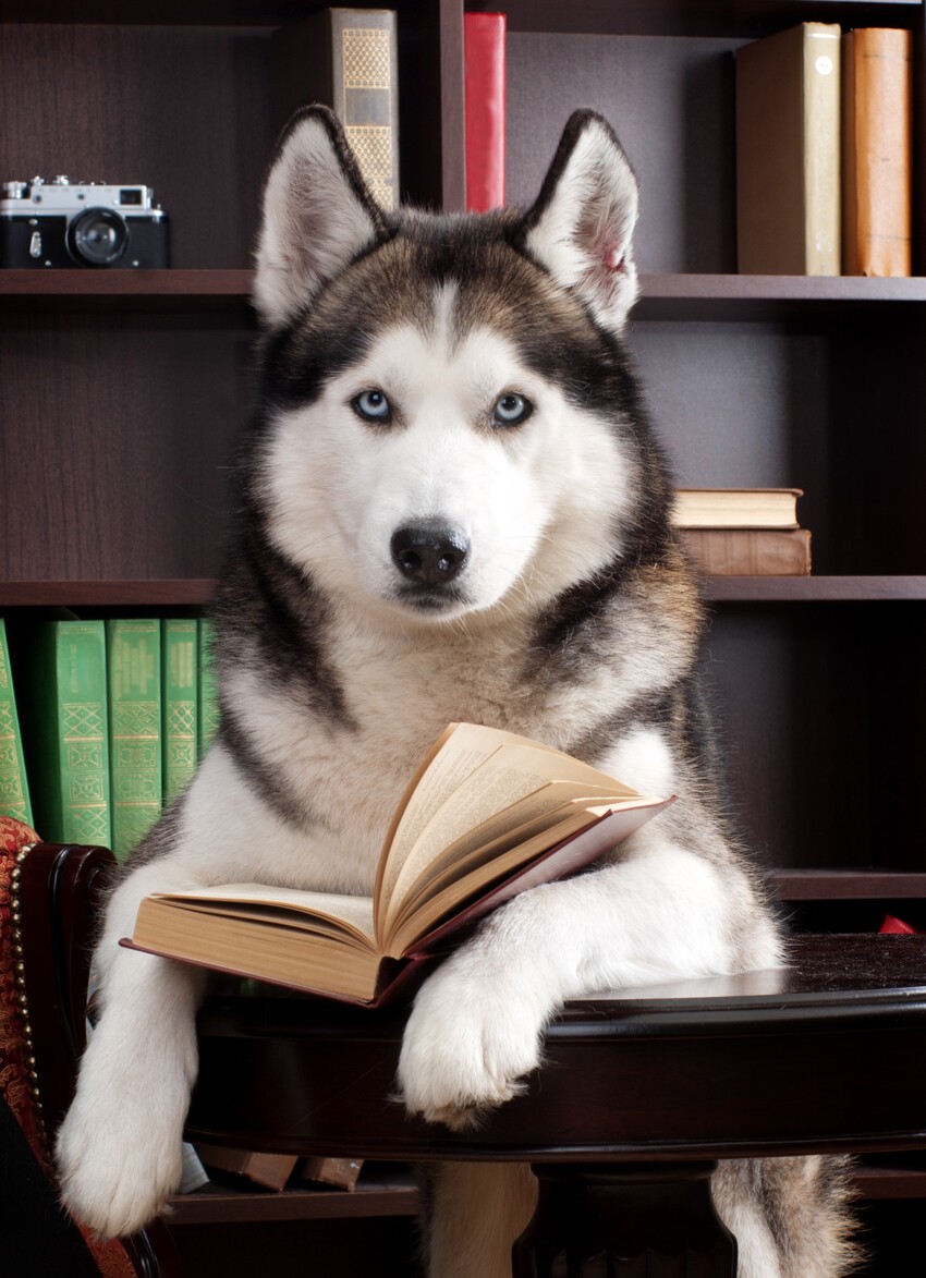5. Собака с книгой