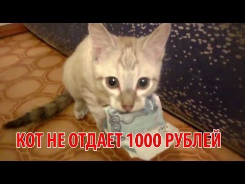 Кот не отдает 1000 рублей 