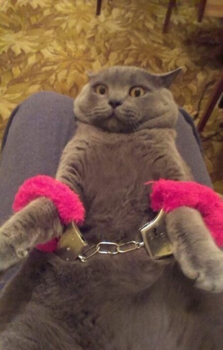 Кот в наручниках