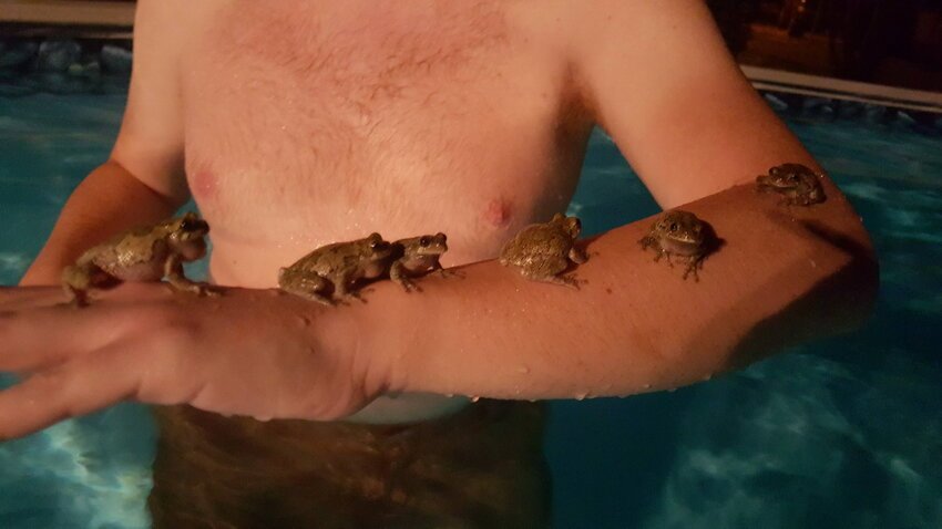 В бассейне с лягушками