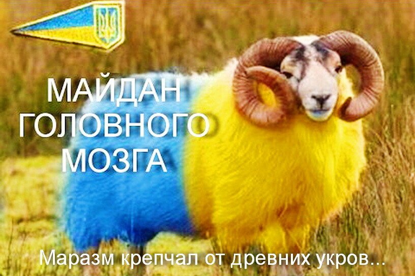 Майдан головного мозга