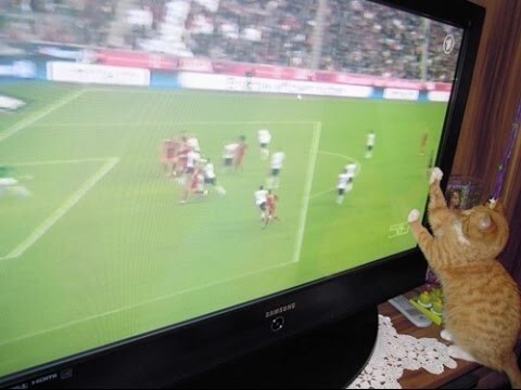 Кот смотрит футбол! 