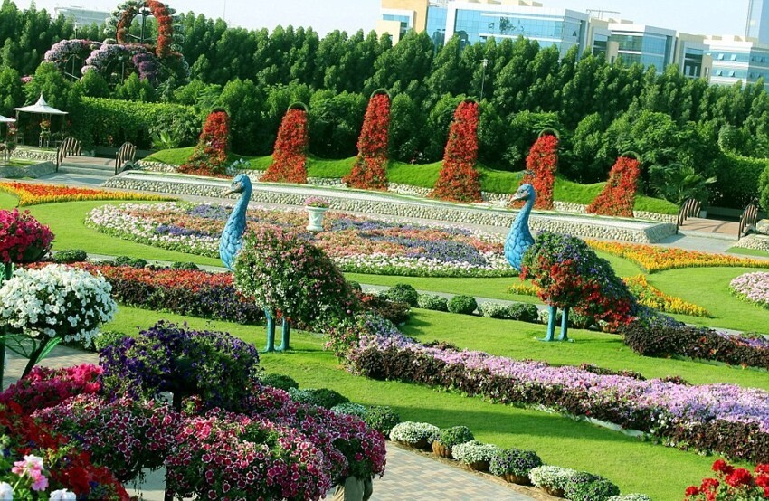 Самый большой в мире цветочный сад — Чудо Сад в Дубае