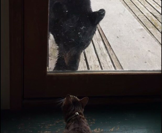 Домашняя кошка напугала медведя 