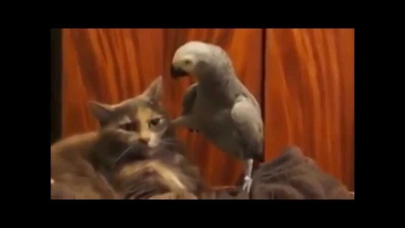  Попугай допрашивает кота 
