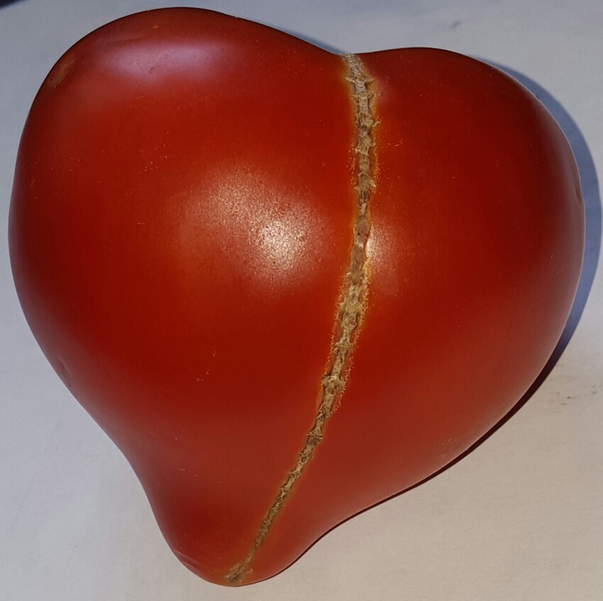 Этому помидору разбили сердце