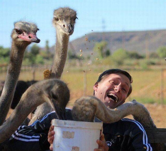 Просто счастлив угостить страусов 
