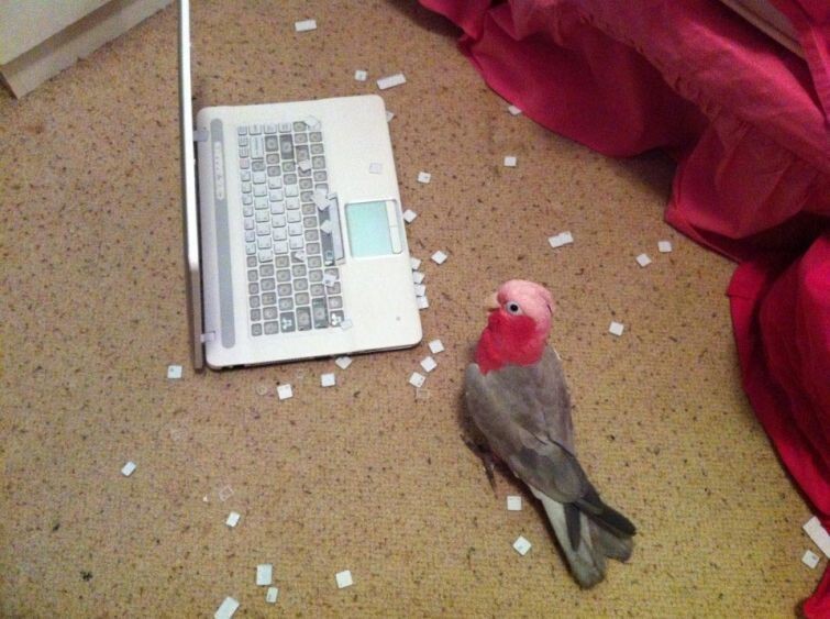 1. Попугай, ненавидящий компьютеры, терроризирует клавиатуру