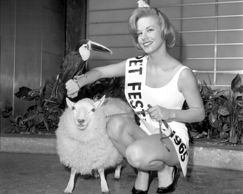 20. Королева Фестиваля Животных, 1964