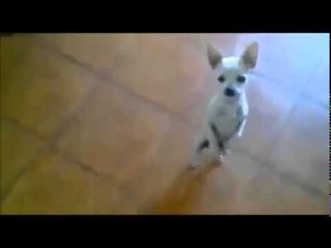 Маленькая собачонка танцует Ламбаду 
