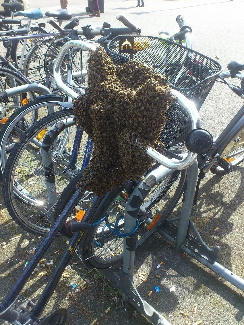Пчелки облюбовали велик 