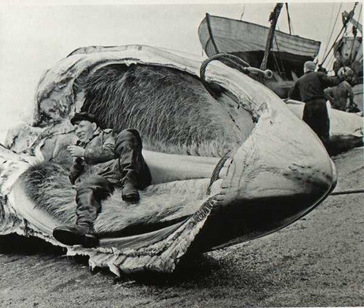 1960 год. Место отдыха — челюсть кита.