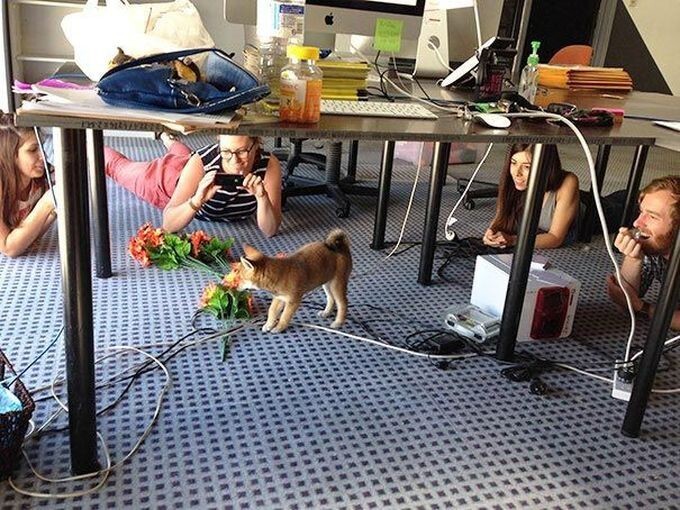 7. Вот что происходит, когда вы приносите своего щенка в офис